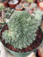 Crested Gymnocalycium Vatteri #175 | Rare Live Cactus Specimen