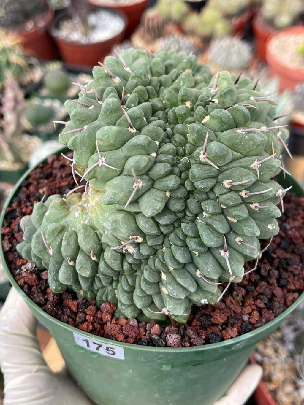 Crested Gymnocalycium Vatteri #175 | Rare Live Cactus Specimen