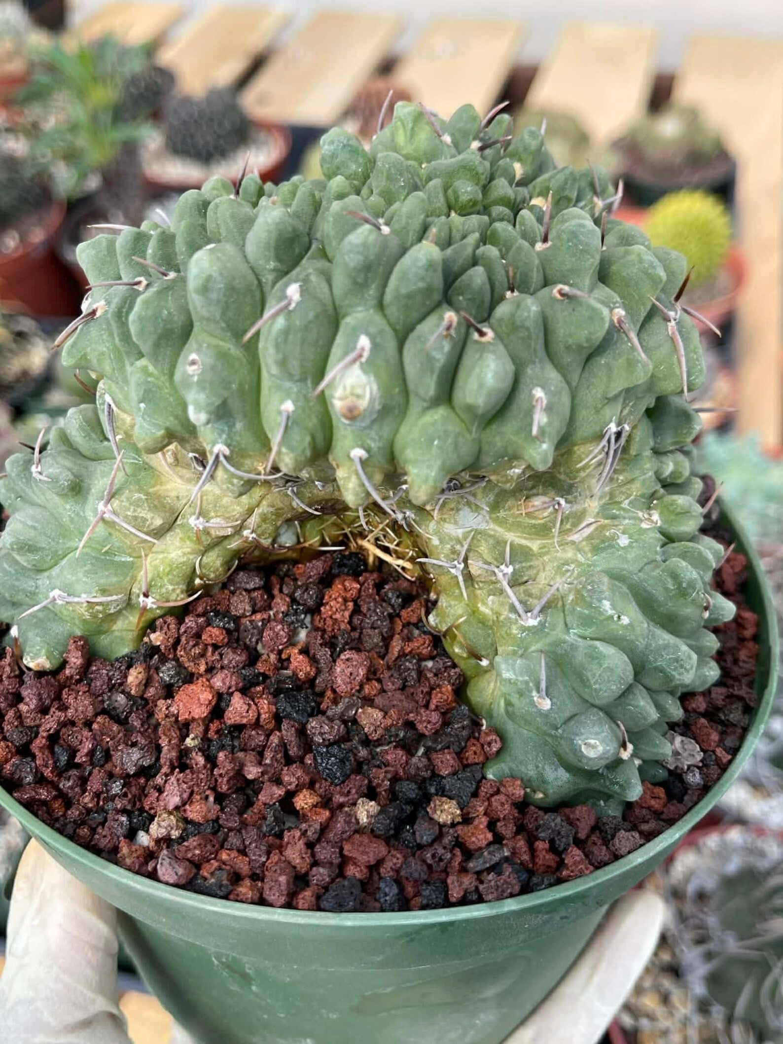 Crested Gymnocalycium Vatteri #175 | Rare Live Cactus Specimen