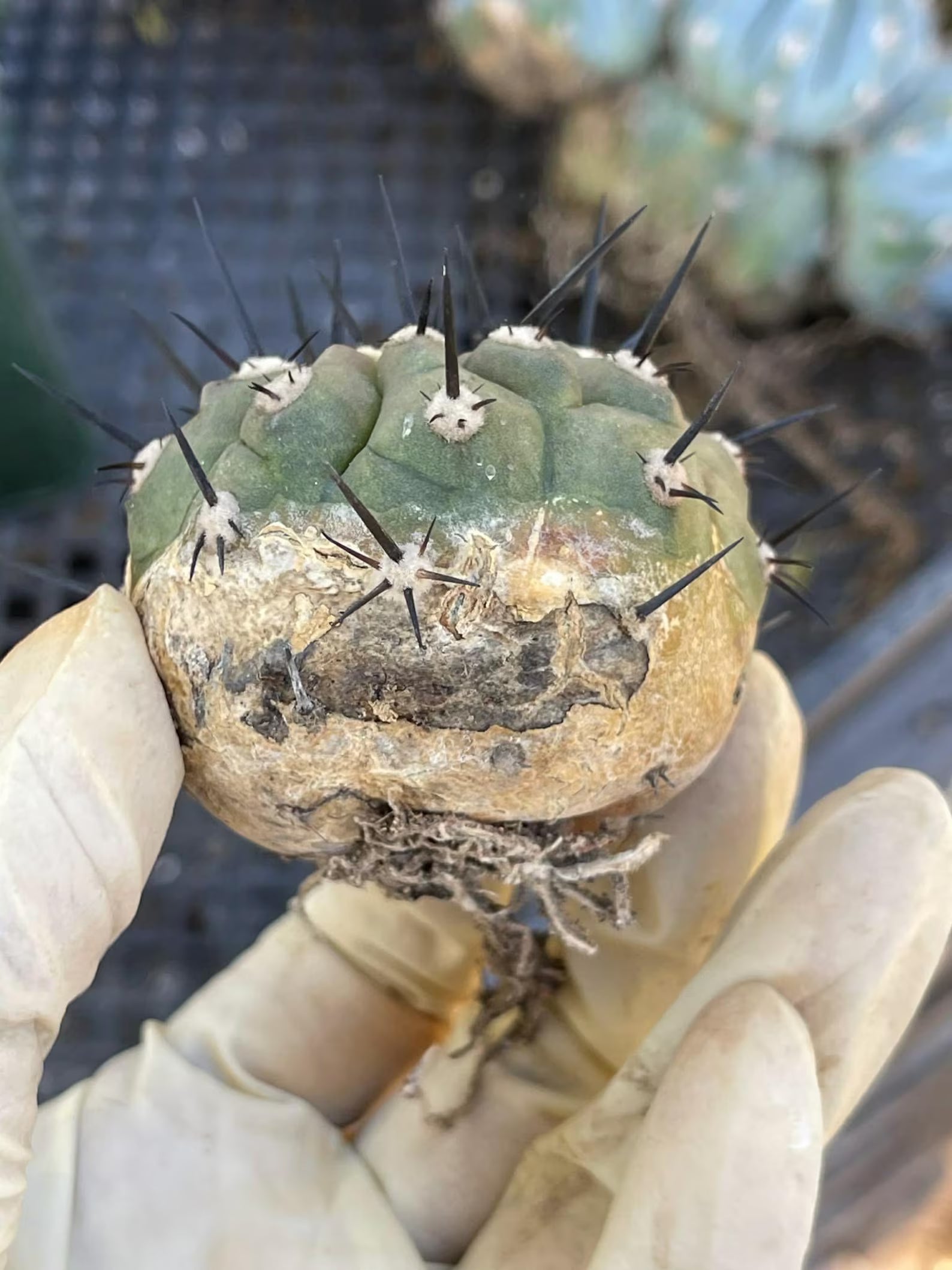 Copiapoa Cinerea Degraft Rare Collector Cactus – Live Plant #250