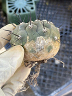 Copiapoa Cinerea Degraft Rare Collector Cactus – Live Plant #250