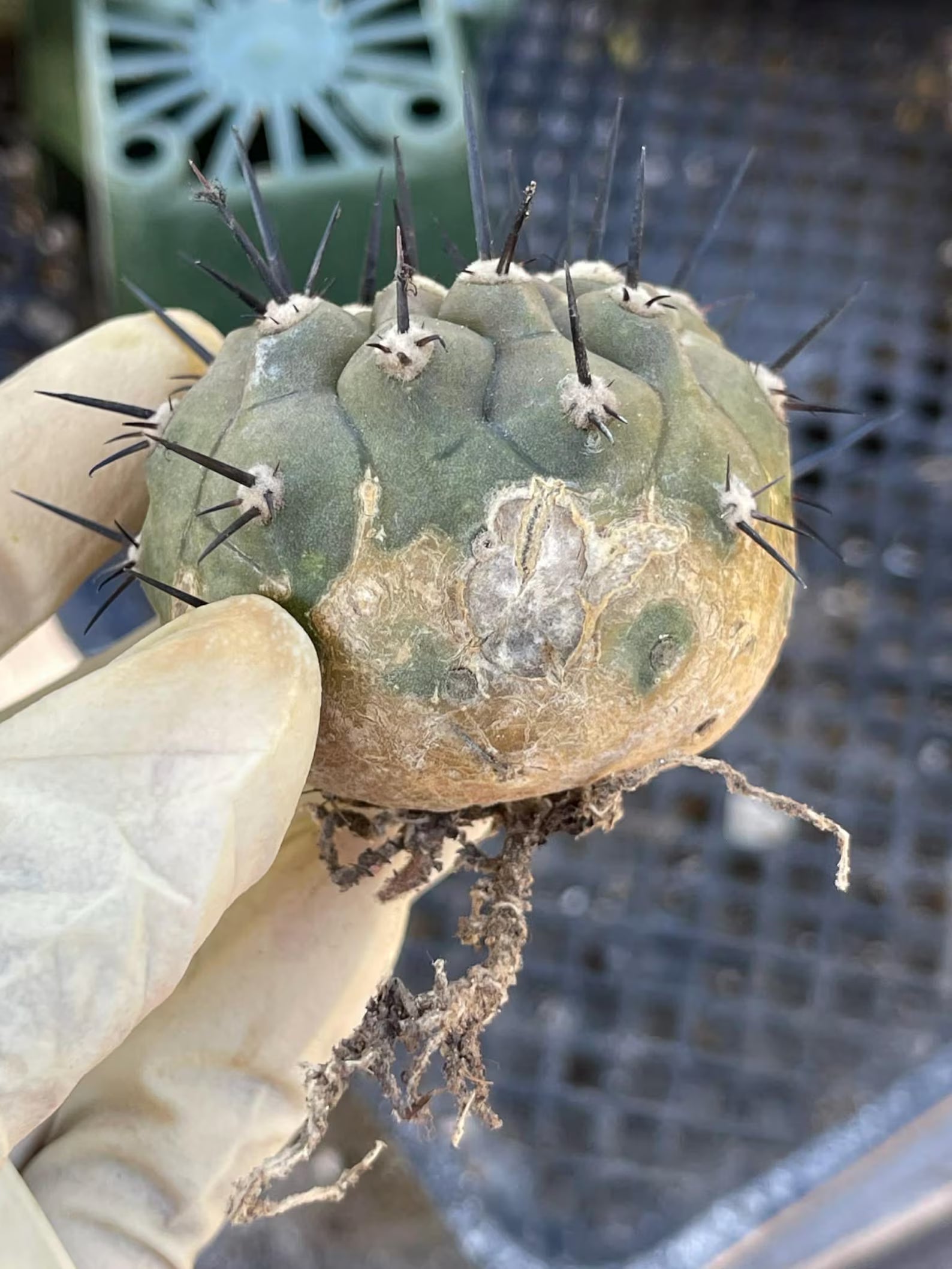 Copiapoa Cinerea Degraft Rare Collector Cactus – Live Plant #250