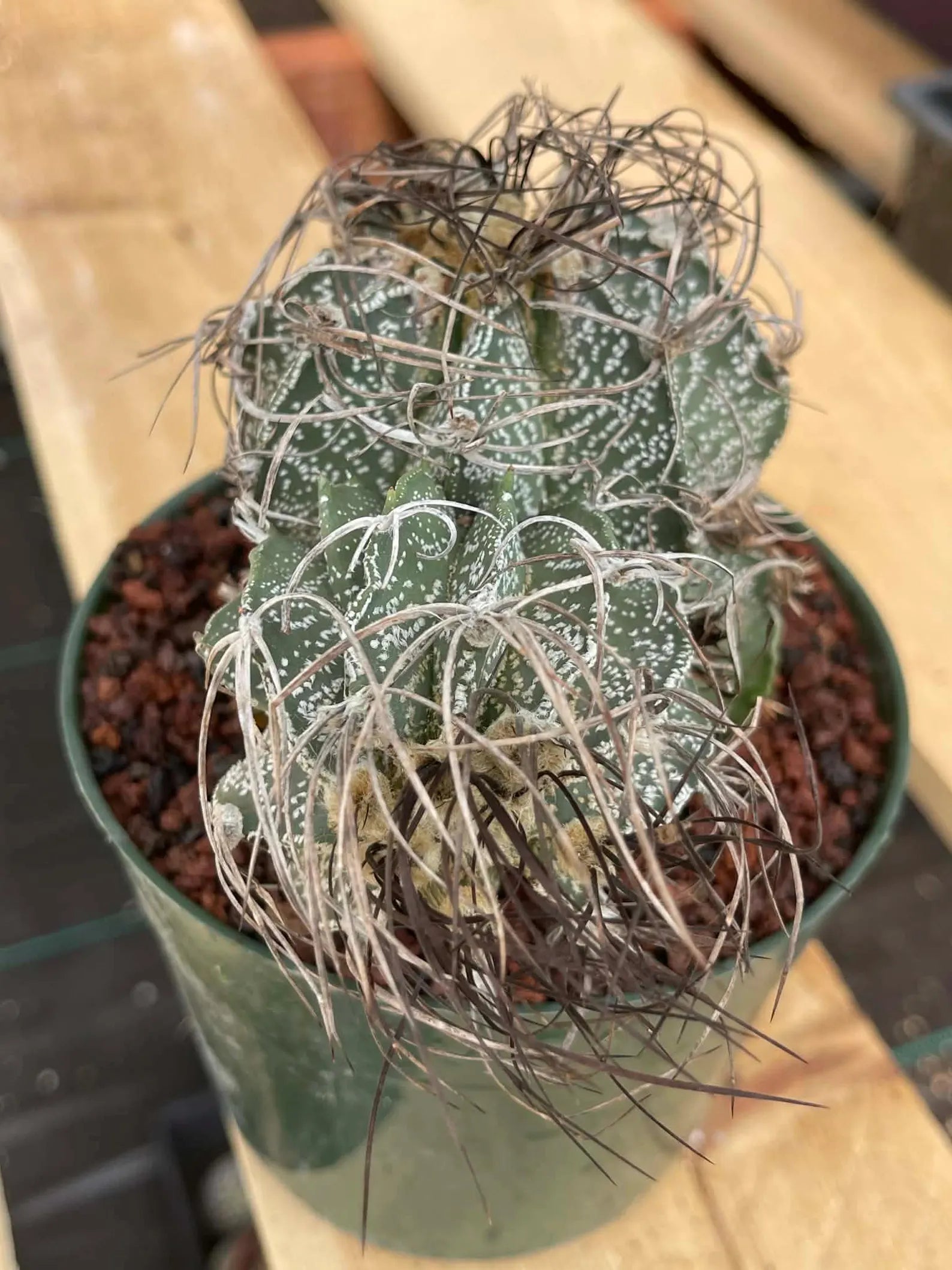 Astrophytum Capricorne Stacker with Pup Rare Cactus – Live Plant #192