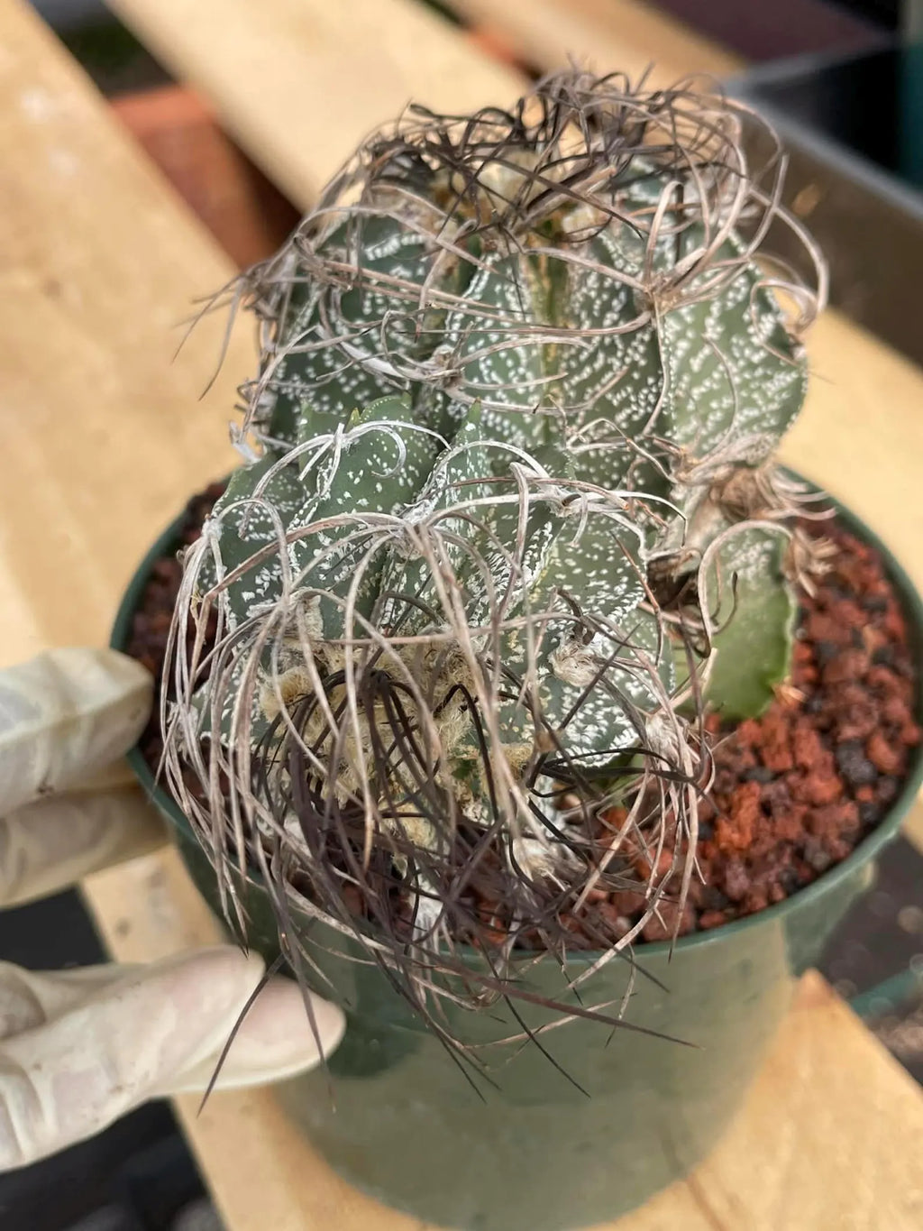 Astrophytum Capricorne Stacker with Pup Rare Cactus – Live Plant #192