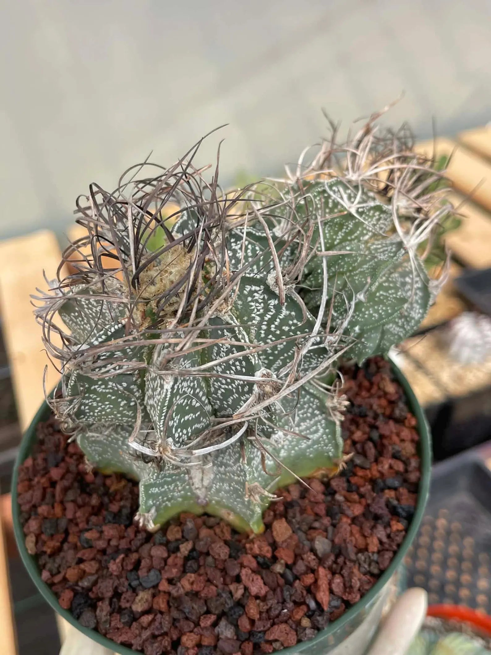 Astrophytum Capricorne Stacker with Pup Rare Cactus – Live Plant #192