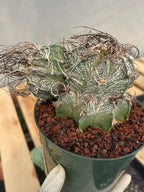 Astrophytum Capricorne Stacker with Pup Rare Cactus – Live Plant #192