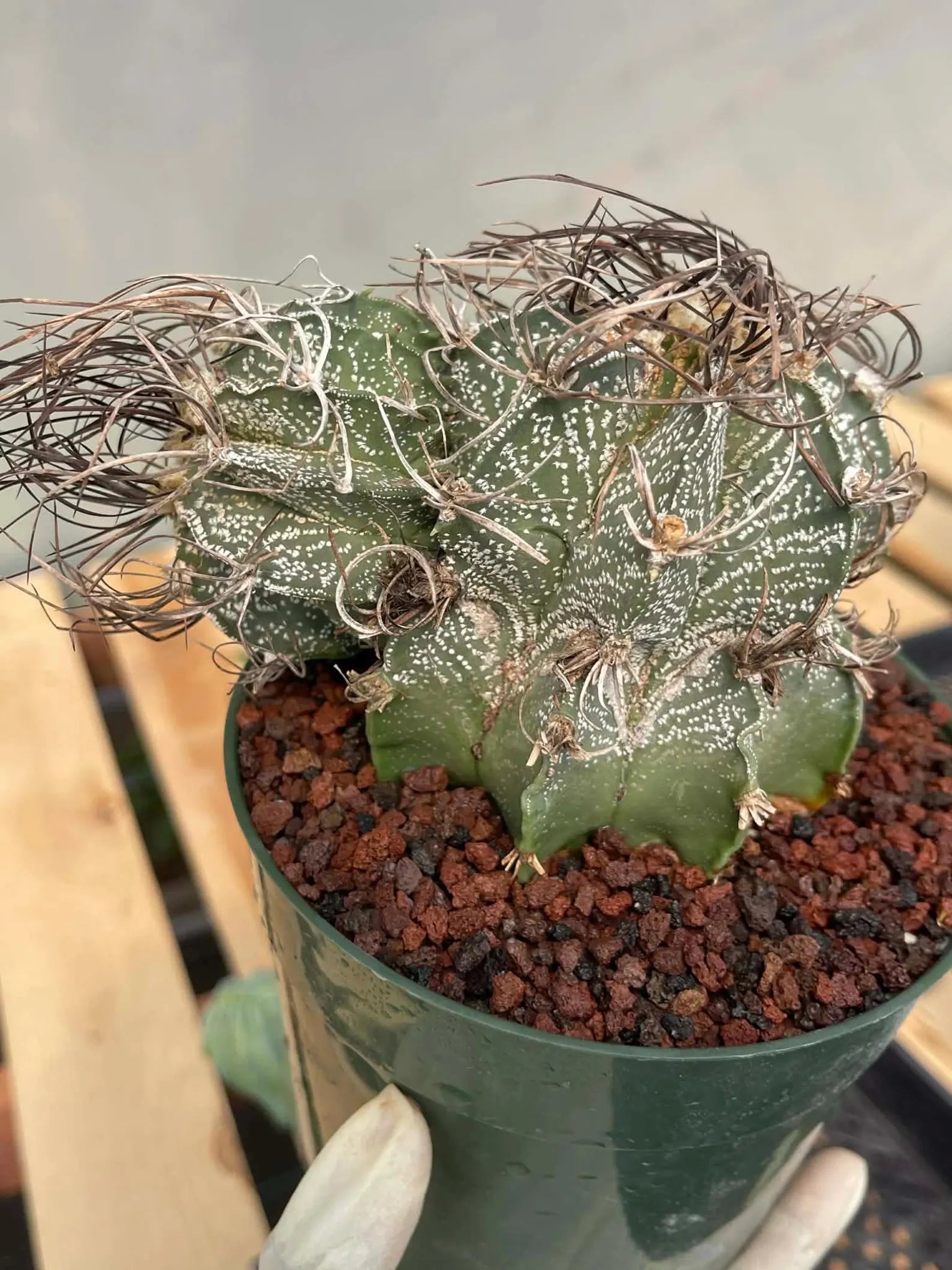 Astrophytum Capricorne Stacker with Pup Rare Cactus – Live Plant #192
