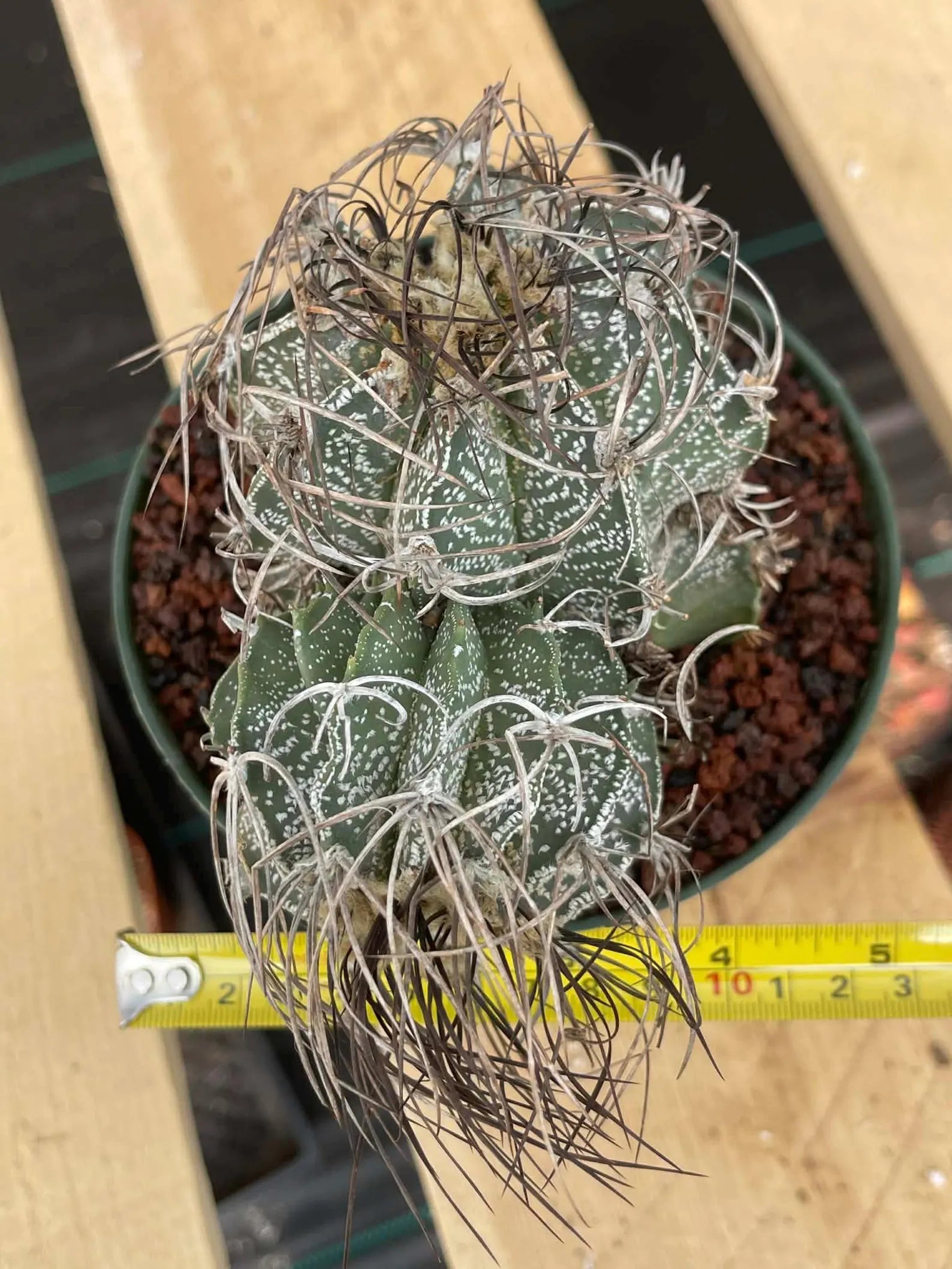 Astrophytum Capricorne Stacker with Pup Rare Cactus – Live Plant #192
