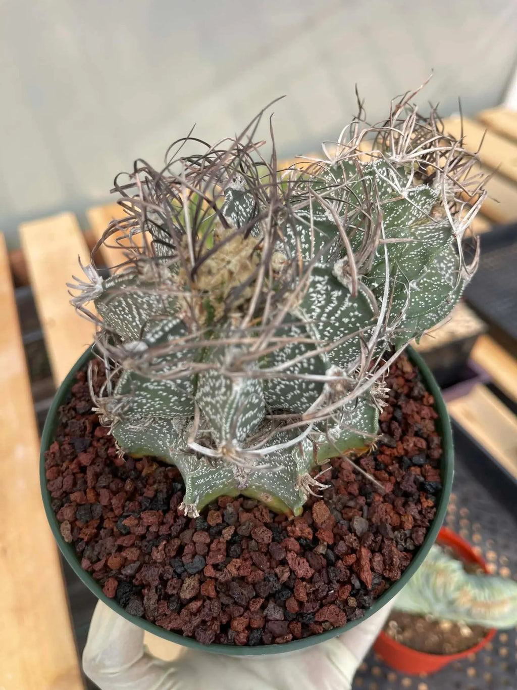 Astrophytum Capricorne Stacker with Pup Rare Cactus – Live Plant #192
