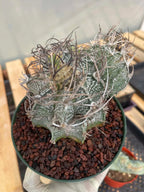 Astrophytum Capricorne Stacker with Pup Rare Cactus – Live Plant #192