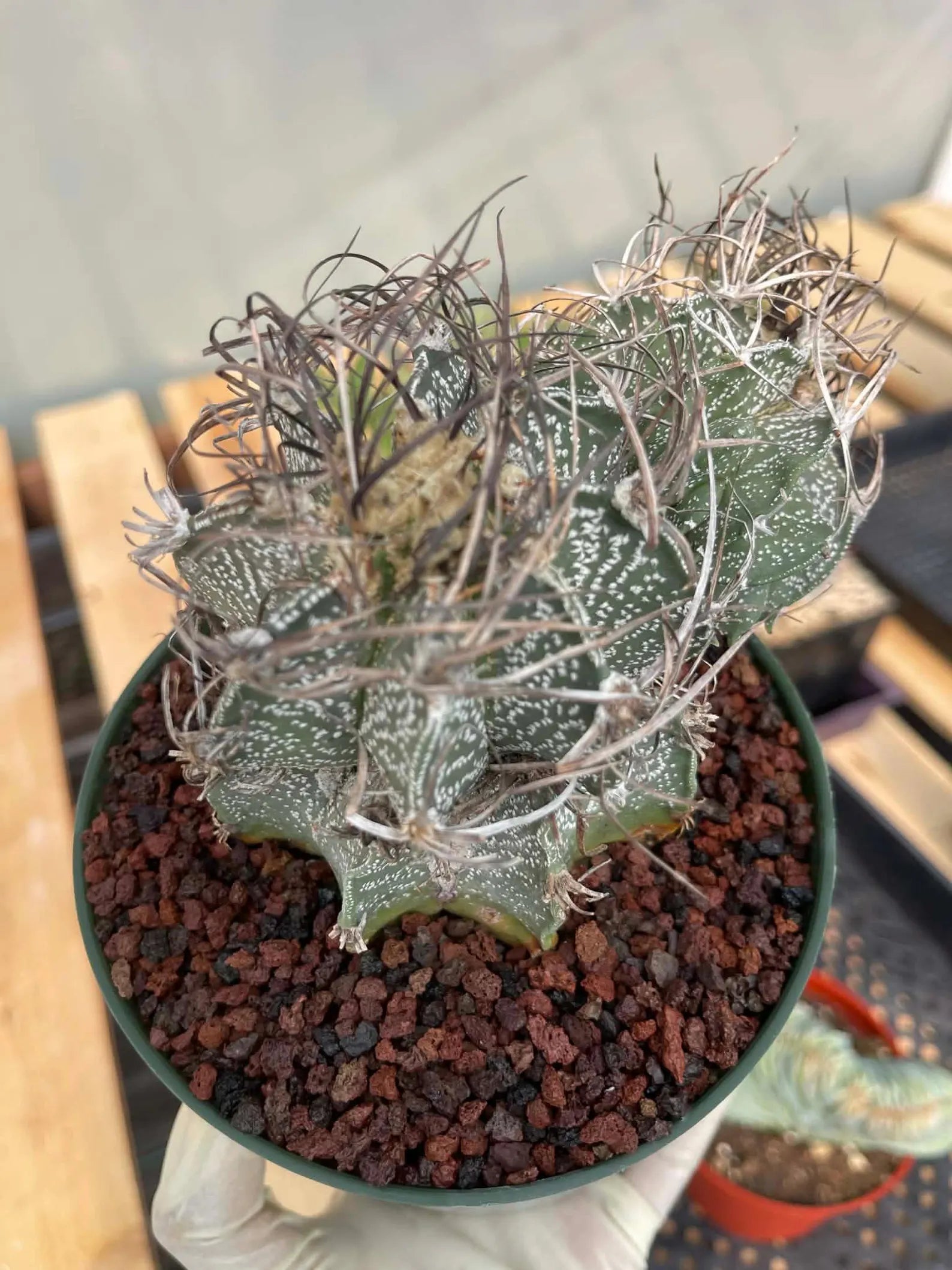 Astrophytum Capricorne Stacker with Pup Rare Cactus – Live Plant #192