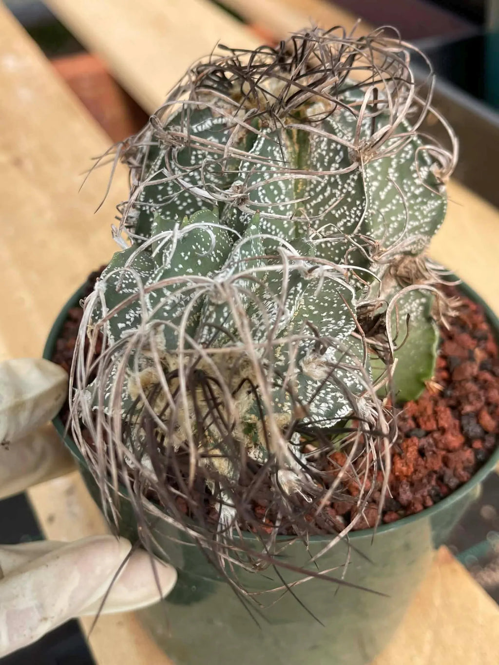 Astrophytum Capricorne Stacker with Pup Rare Cactus – Live Plant #192