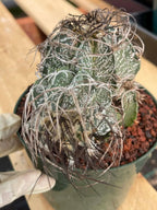 Astrophytum Capricorne Stacker with Pup Rare Cactus – Live Plant #192