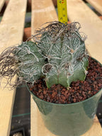 Astrophytum Capricorne Stacker with Pup Rare Cactus – Live Plant #192