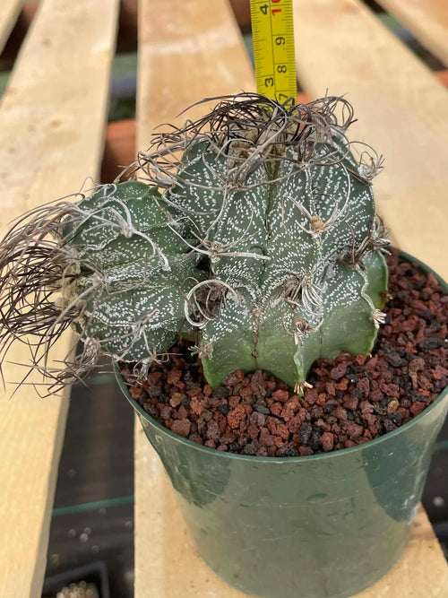 Astrophytum Capricorne Stacker with Pup Rare Cactus – Live Plant #192