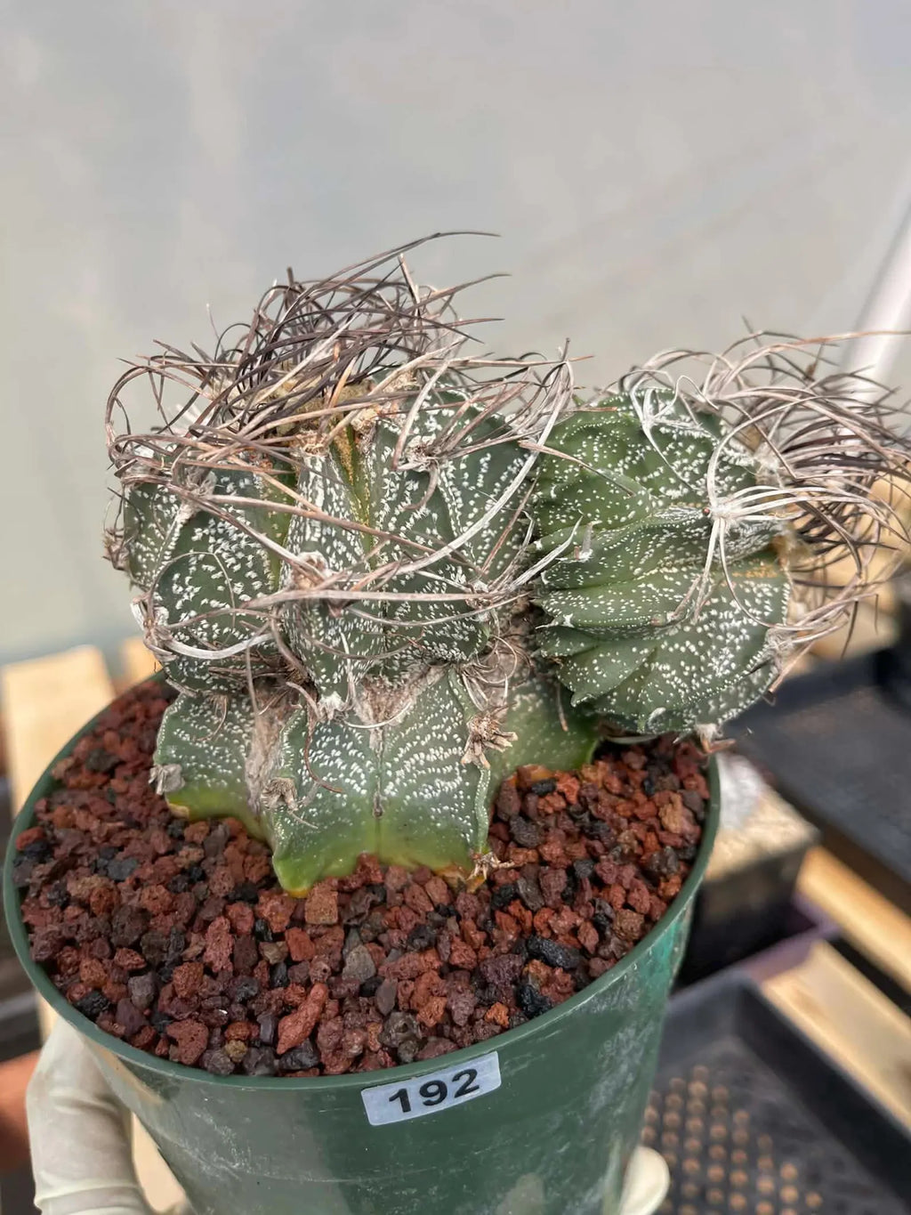 Astrophytum Capricorne Stacker with Pup Rare Cactus – Live Plant #192
