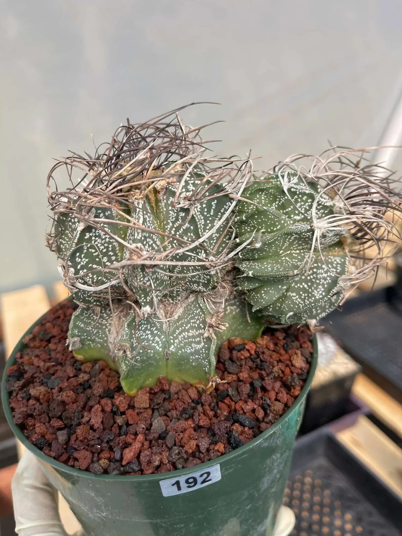 Astrophytum Capricorne Stacker with Pup Rare Cactus – Live Plant #192
