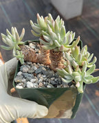 3.5-Inch Dudleya Gnoma Succulent | Rare Live Dudleya Plant
