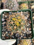 Ferocactus chrysacanthus Live Cactus | Rare Golden Yellow Spine Barrel Cactus