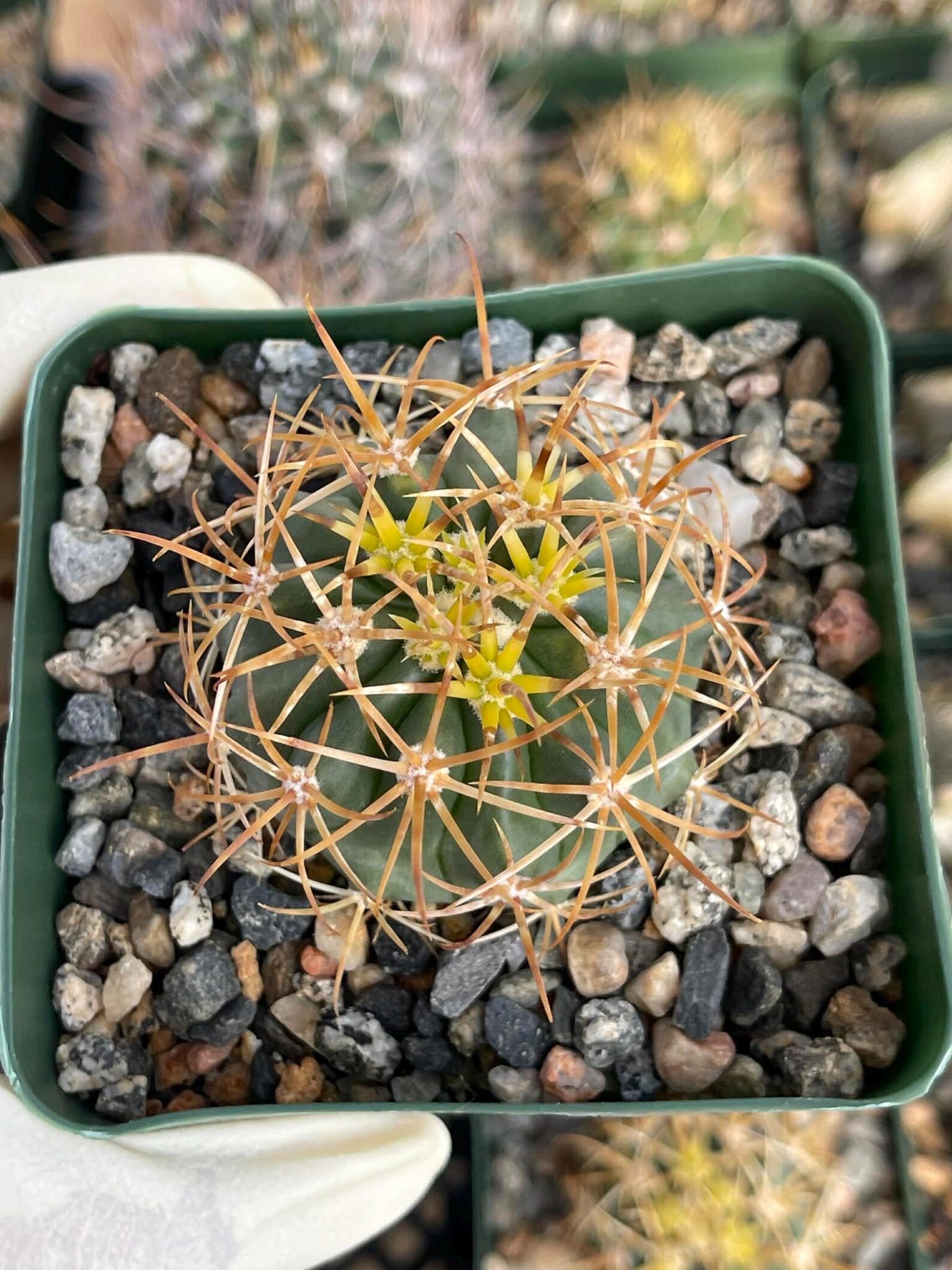 Ferocactus chrysacanthus Live Cactus | Rare Golden Yellow Spine Barrel Cactus