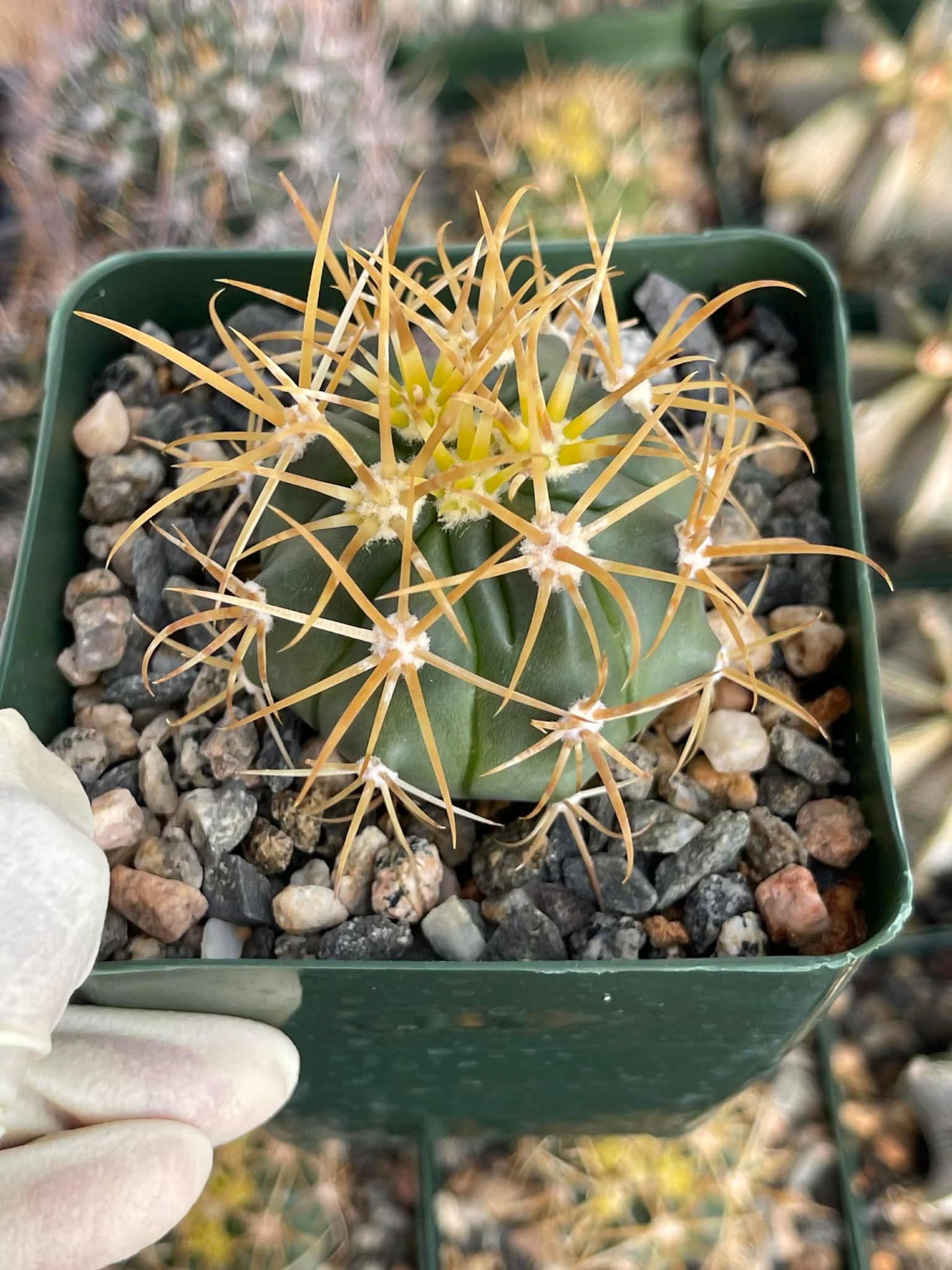 Ferocactus chrysacanthus Live Cactus | Rare Golden Yellow Spine Barrel Cactus