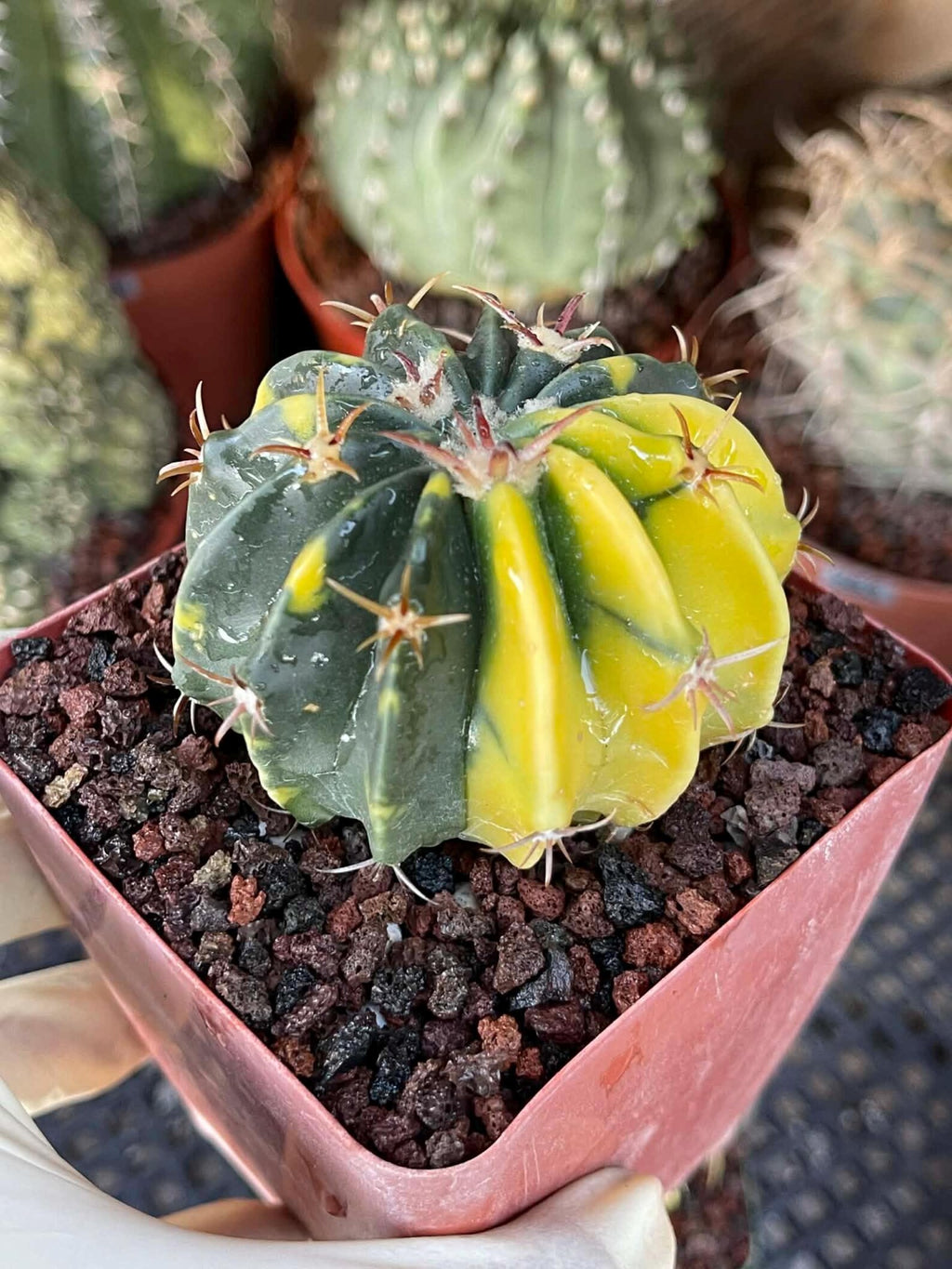 Rare Variegated Echinocactus Texensis (Horse Crippler) #247 / #243