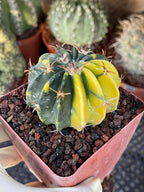 Rare Variegated Echinocactus Texensis (Horse Crippler) #247 / #243