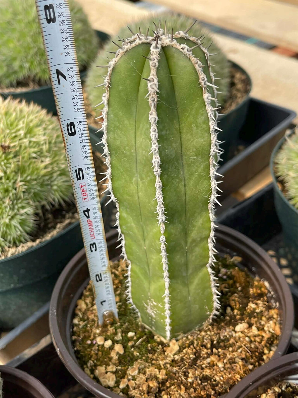 Mexican Fence Post Cactus Live Plant | 6-Inch Pachycereus Marginatus Columnar Cactus