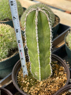 Mexican Fence Post Cactus Live Plant | 6-Inch Pachycereus Marginatus Columnar Cactus