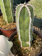 Mexican Fence Post Cactus Live Plant | 6-Inch Pachycereus Marginatus Columnar Cactus
