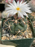 Thelocactus lloydii | Rare Seed-Grown Live Cactus | Collector Plant