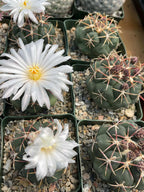Thelocactus lloydii | Rare Seed-Grown Live Cactus | Collector Plant