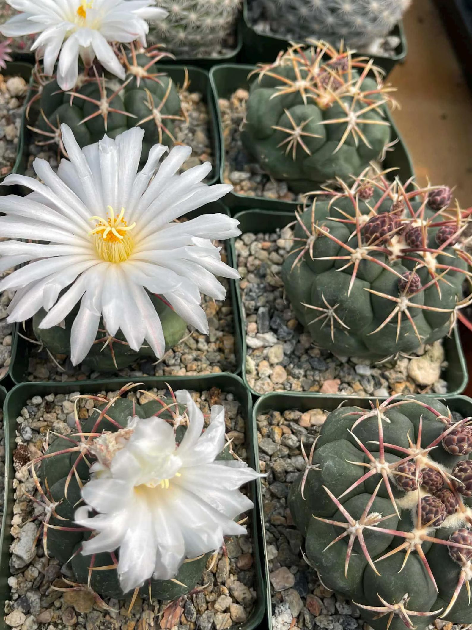 Thelocactus lloydii | Rare Seed-Grown Live Cactus | Collector Plant