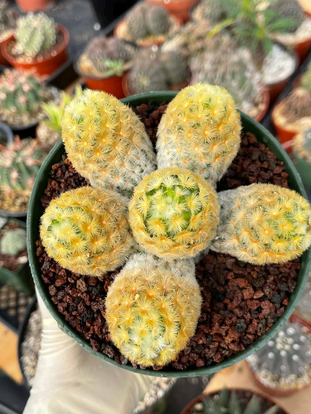 Mammillaria Carmenae Buddha Cluster Cactus – Rare Live Plant #285