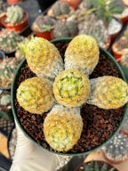 Mammillaria Carmenae Buddha Cluster Cactus – Rare Live Plant #285