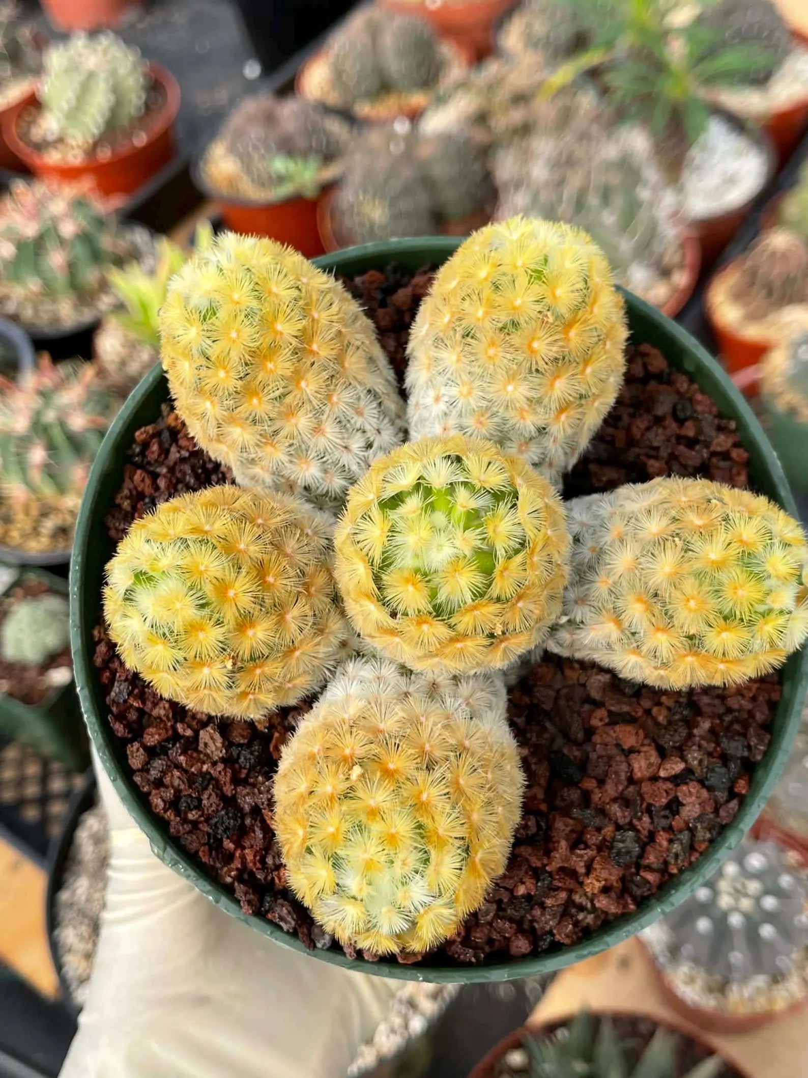Mammillaria Carmenae Buddha Cluster Cactus – Rare Live Plant #285