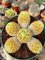Mammillaria Carmenae Buddha Cluster Cactus – Rare Live Plant #285