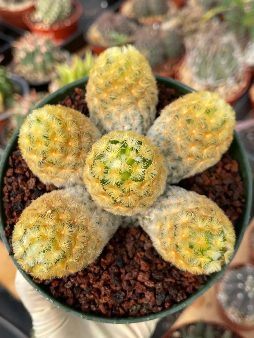 Mammillaria Carmenae Buddha Cluster Cactus – Rare Live Plant #285