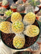 Mammillaria Carmenae Buddha Cluster Cactus – Rare Live Plant #285