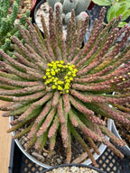 8" Euphorbia Medusa with Pups | Rare Caudex Succulent | Crested Live Plant #926