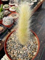 Hairy Monkey Tail Cactus with Pup #200 | Fuzzy Trailing Cactus