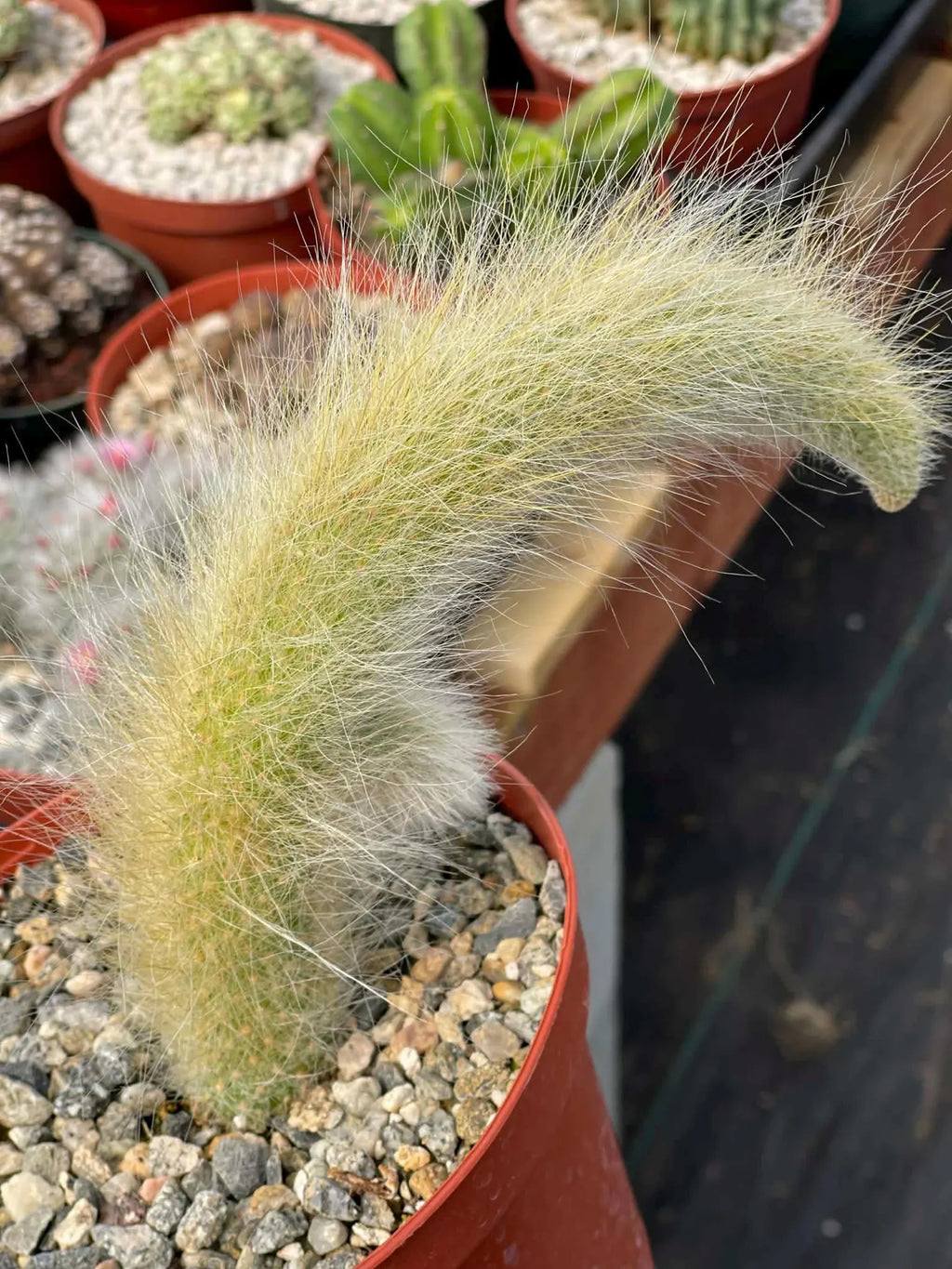 Hairy Monkey Tail Cactus with Pup #200 | Fuzzy Trailing Cactus
