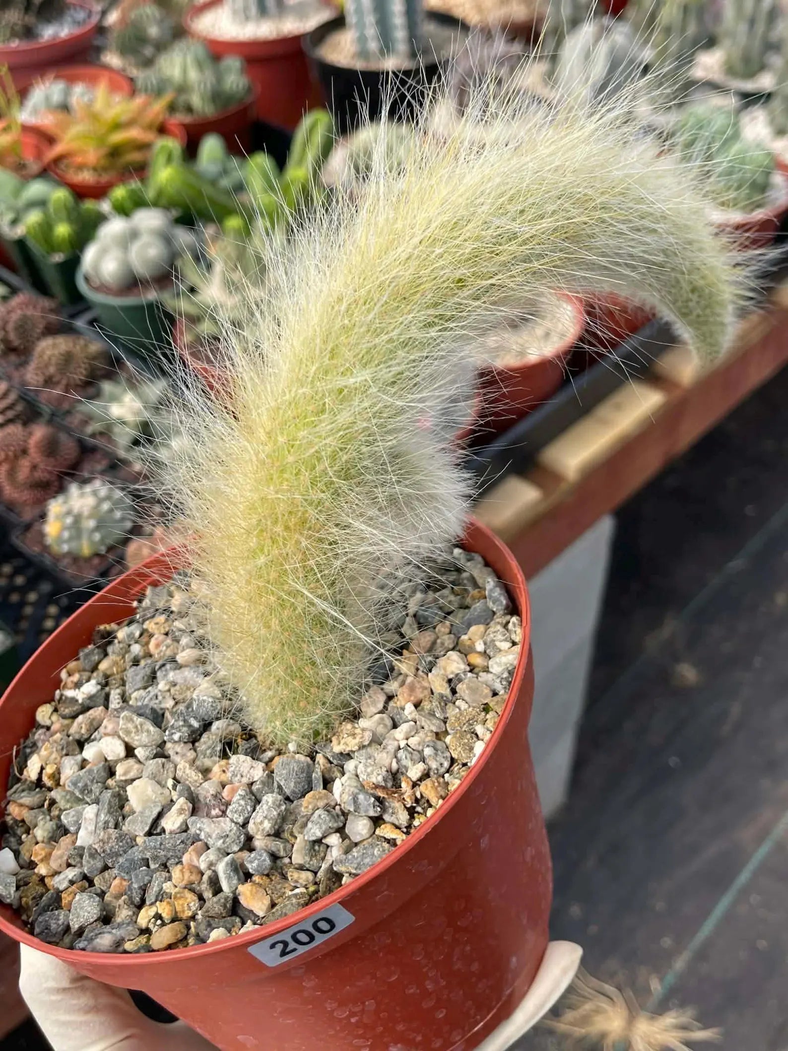 Hairy Monkey Tail Cactus with Pup #200 | Fuzzy Trailing Cactus