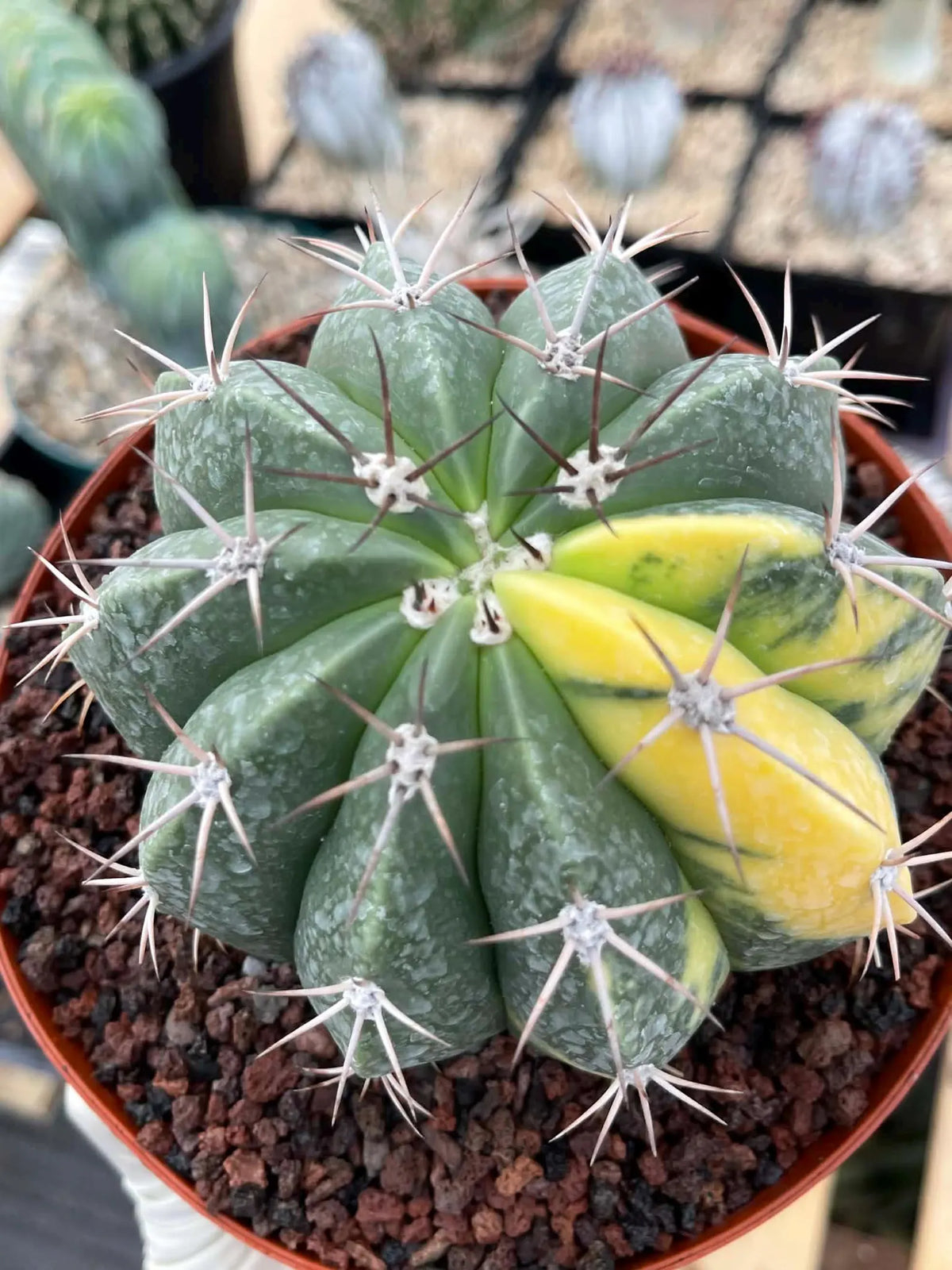 Variegated Melocactus Halfmoon Live Cactus #199