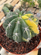 Variegated Melocactus Halfmoon Live Cactus #199