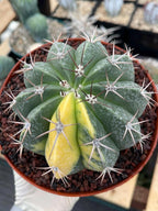Variegated Melocactus Halfmoon | Rare Live Collector Cactus #199