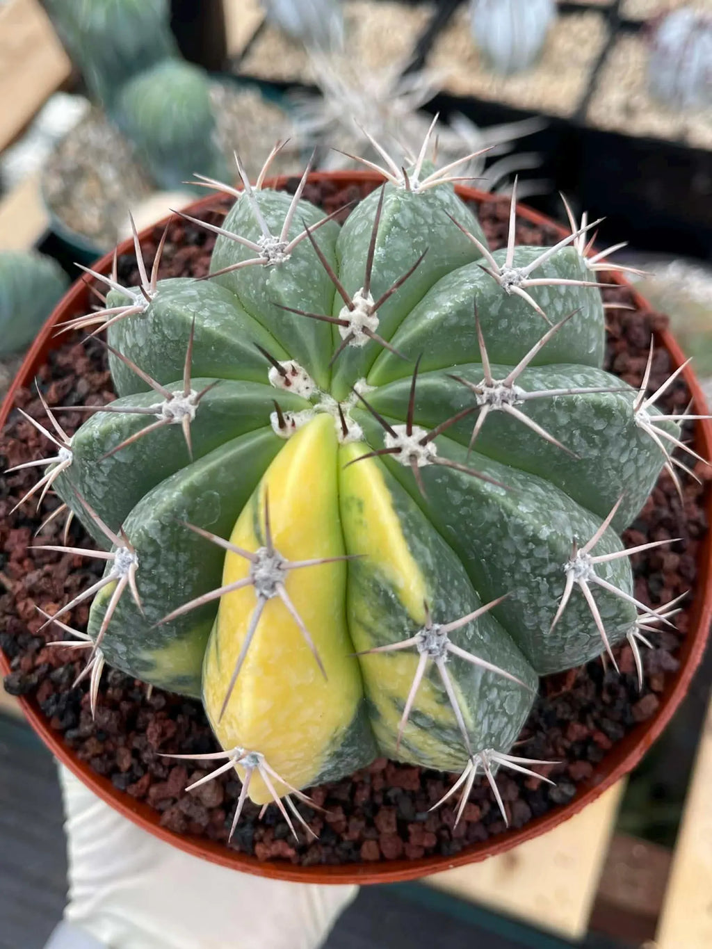 Variegated Melocactus Halfmoon Live Cactus #199