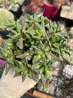 Faucaria tuberculosa Clusters | Tiger Jaws Live Succulent Plant