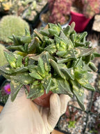 Faucaria tuberculosa Clusters | Tiger Jaws Live Succulent Plant