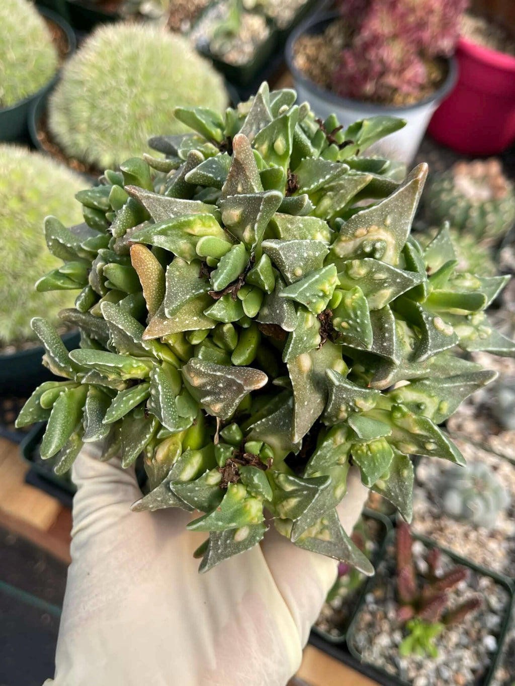 Faucaria tuberculosa Clusters | Tiger Jaws Live Succulent Plant